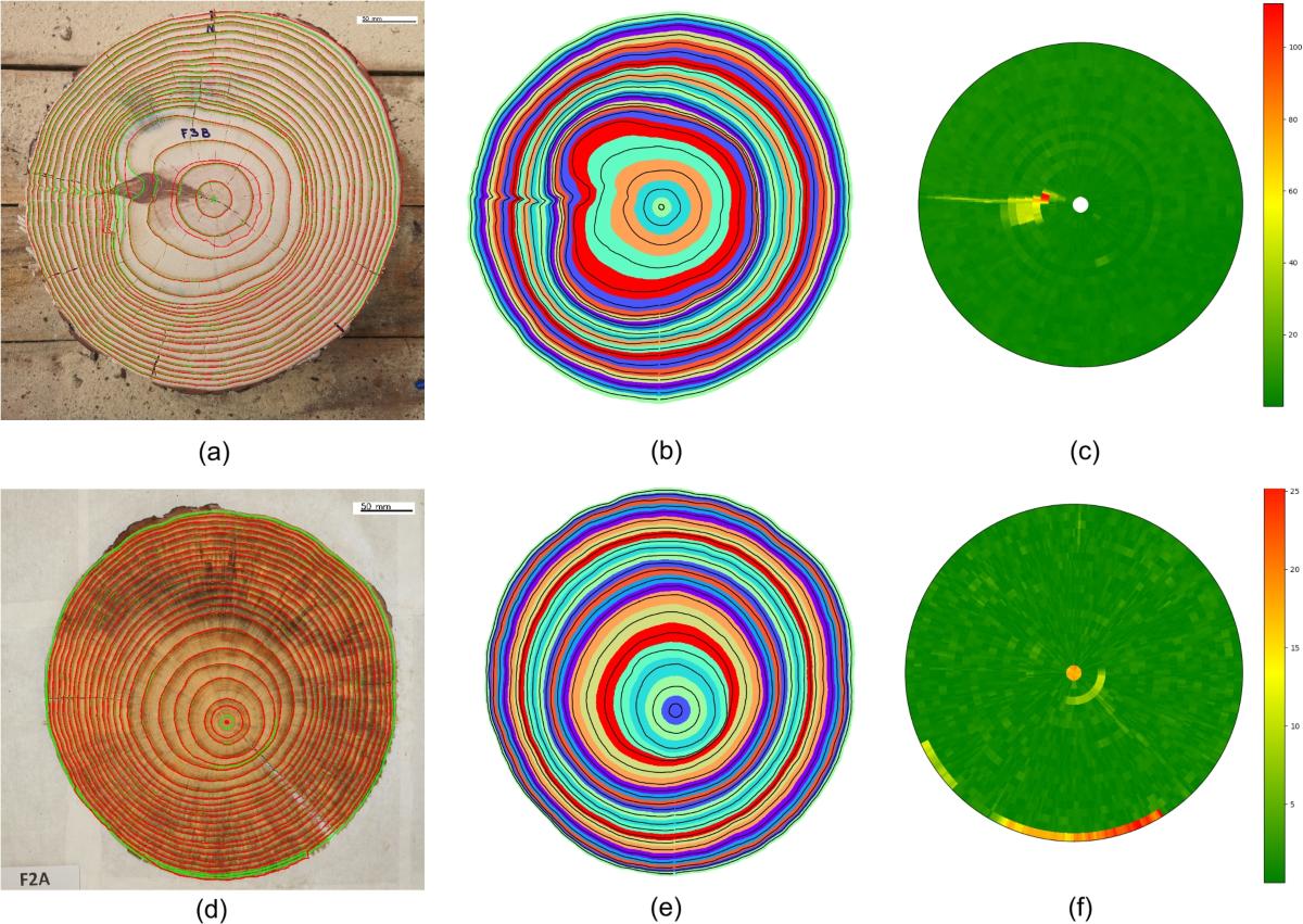 Crédito de imagen: Henry Marichal, Diego Passarella, Gregory Randall y colaboradores / UruDendro – Universidad de la República. Imagen correspondiente al trabajo sobre detección automatizada de anillos de crecimiento en Pinus taeda de Uruguay, publicada en Annals of Forest Science. Fuente original: UruDendro / Universidad de la República – Annals of Forest Science.