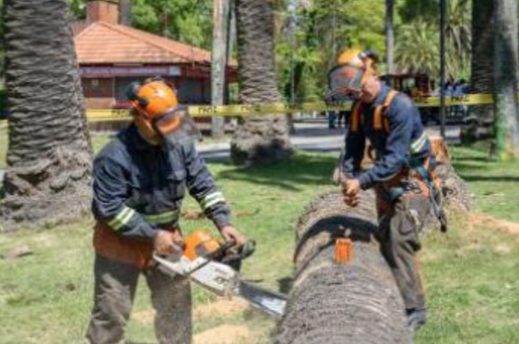 poda de palmeras