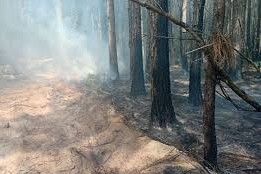 Incendio forestal en laguna Negra