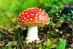 Montes del Plata Mundo Fungi en Guichón