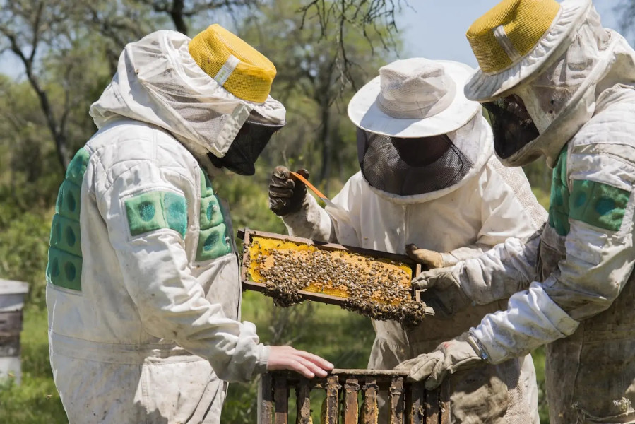 apicultores