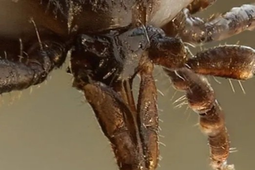 garrapatas