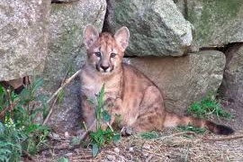 puma en el ecoparque de Flores