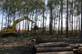 empresas de cosecha forestal interesadas