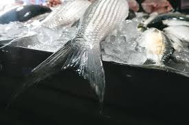 empresas y sindicato de la pesca