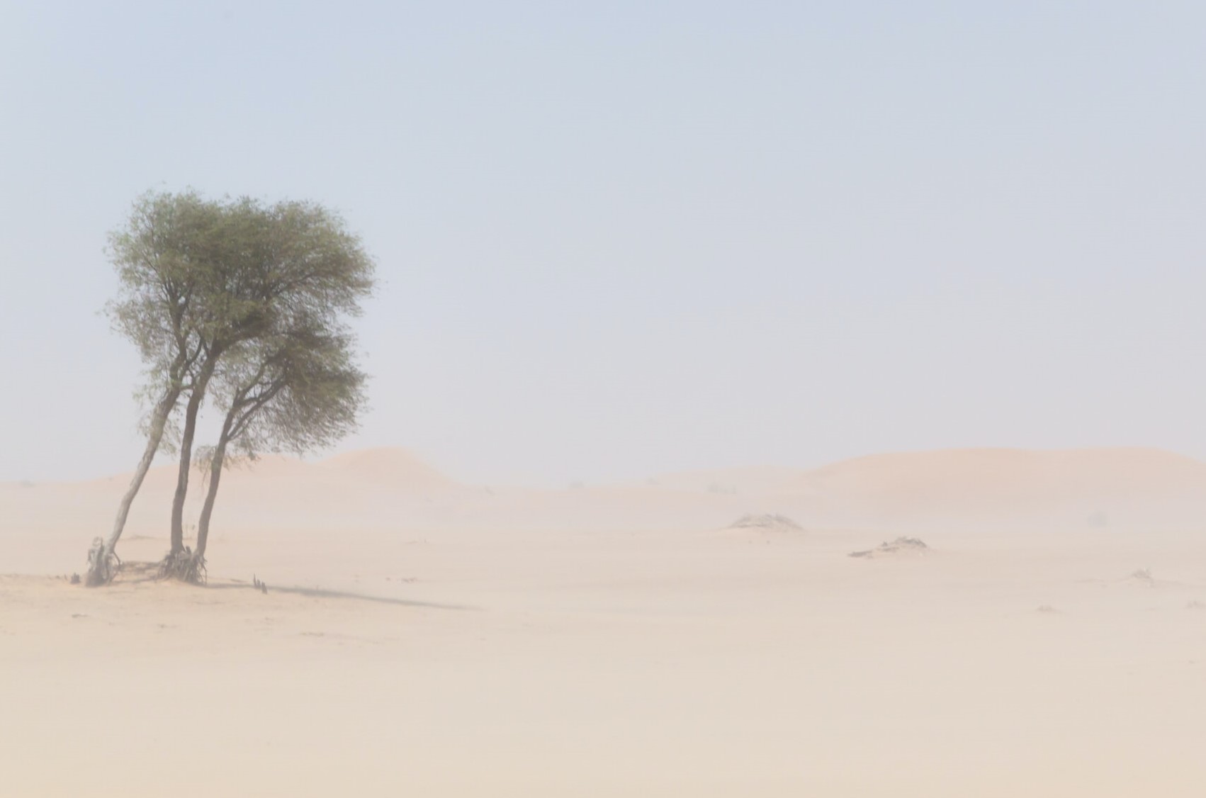 desert tree robert metz unsplash