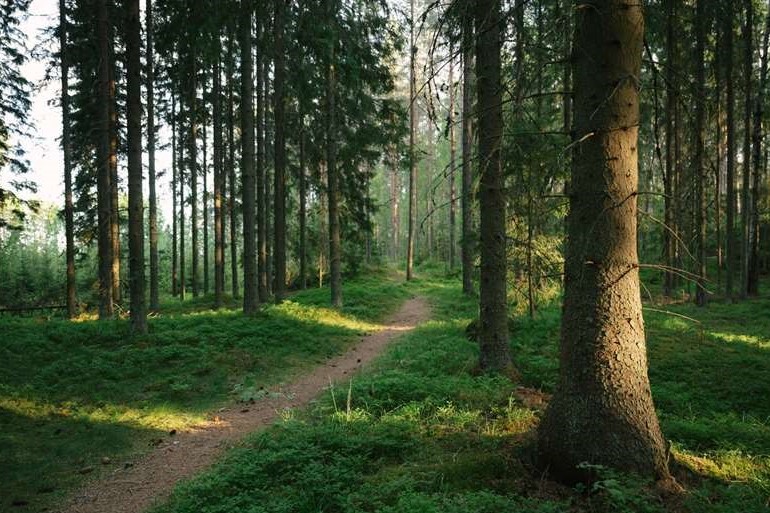 verla forest trail