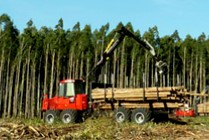 bioeconomía forestal en Uruguay