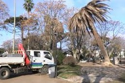 800 palmera