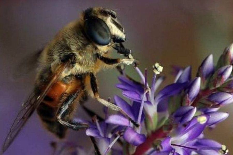 ABEJA GIGANTE