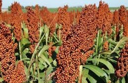 ALUR con sorgo y hay pago mínimo asegurado5