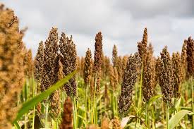 ALUR lanzó su Plan Sorgo