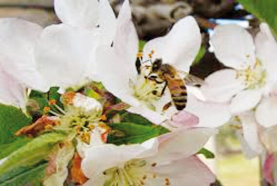 Abejas en manzanas