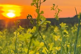 Aceites y biocombustibles