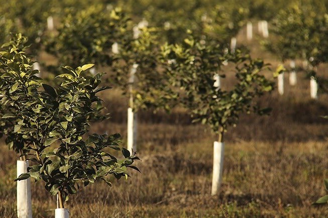 Arboles Frutales de San Miguel San Miguel