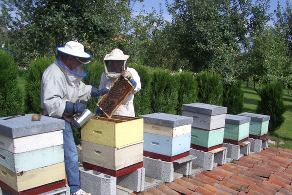 Colmenas y Nuevos Productos