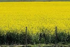 Colza carinata y camelina