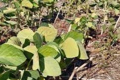 Cultivos de verano dolores