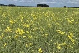 Día de campo cultivo de camelina4