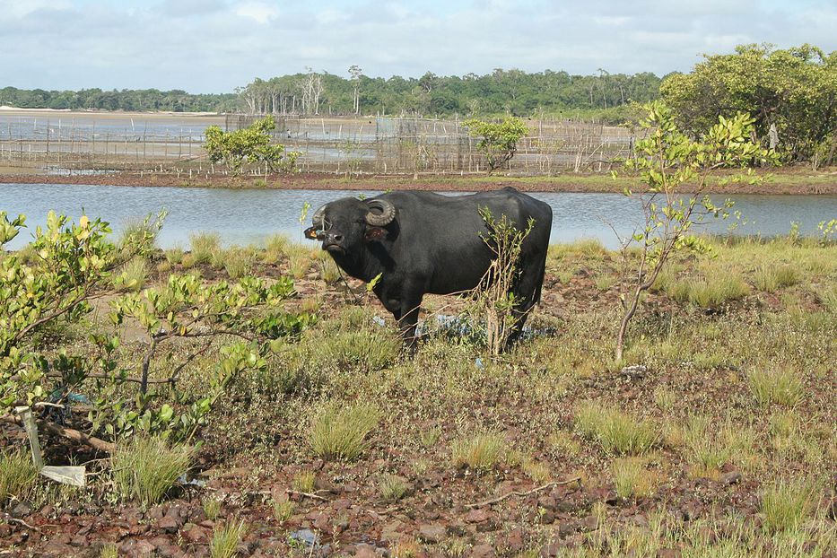 GANADO AMAZONAS