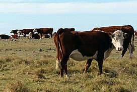 Ganado en campo