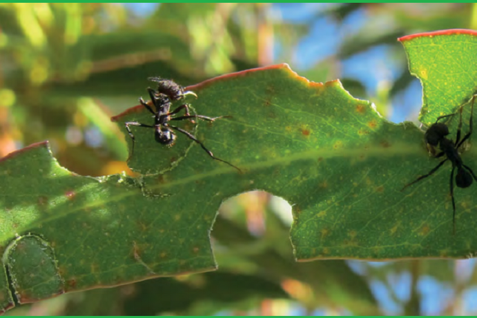 Hormiga cortadora