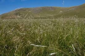 Hoy se celebra el Día Nacional del Campo Naturaljpg