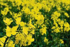 La canola e Uruguay