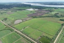 La zafra de caña de azúcar