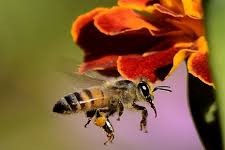 Mortandad de abejas en Uruguay