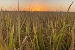 Nuevos mercados para arroz y colza