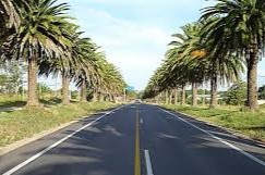 Picudo rojo en Ruta