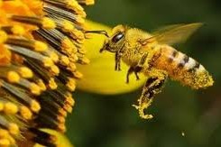 Qué comen las abejas