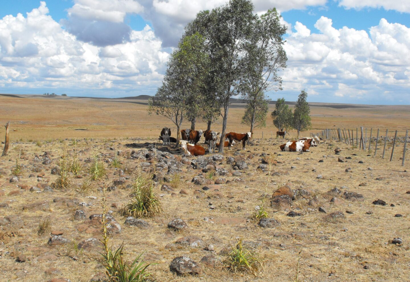 Sequía afecta al sector agropecuario