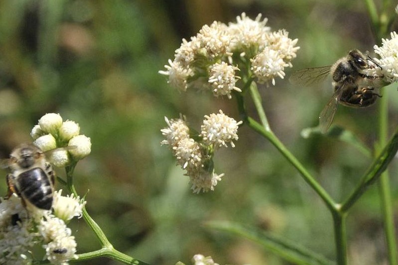 abejas agrotoxicos