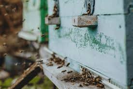 abejas en cultivos de manzano