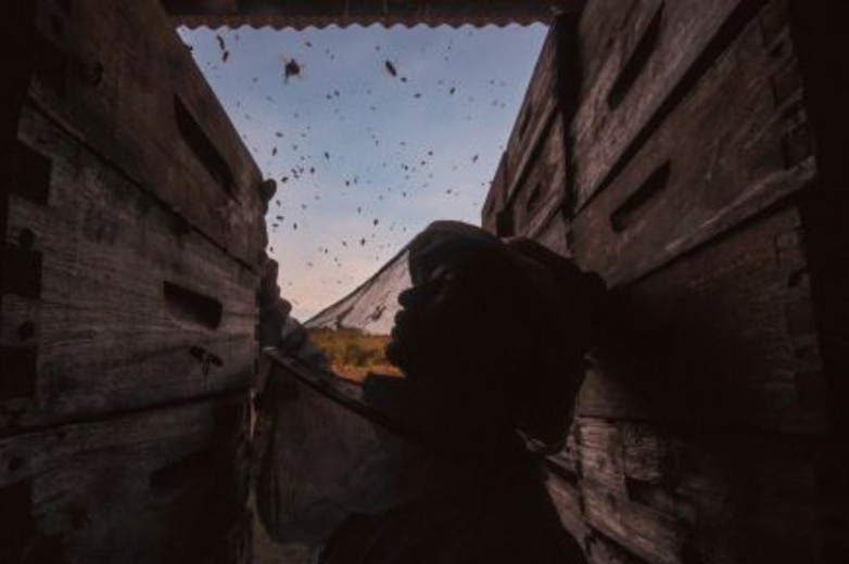 abejas pesticidas