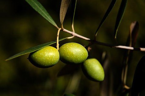 aceituna verde