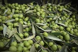 aceituna