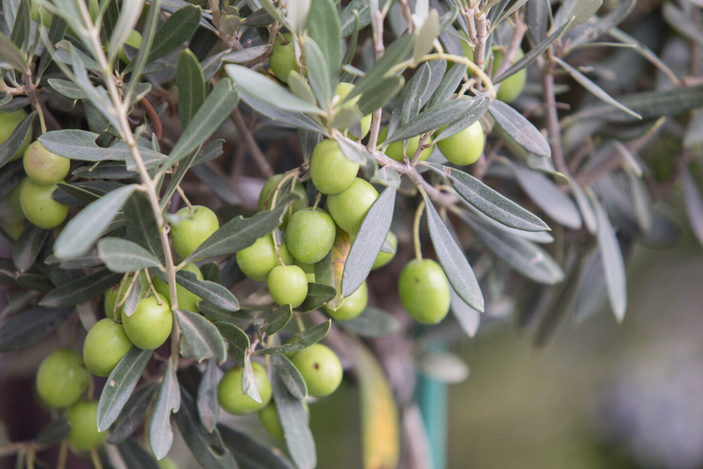 aceitunas