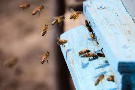 amenazan la producción de miel