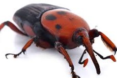 avance del picudo rojo