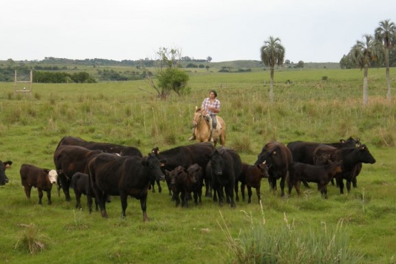 campo vaca