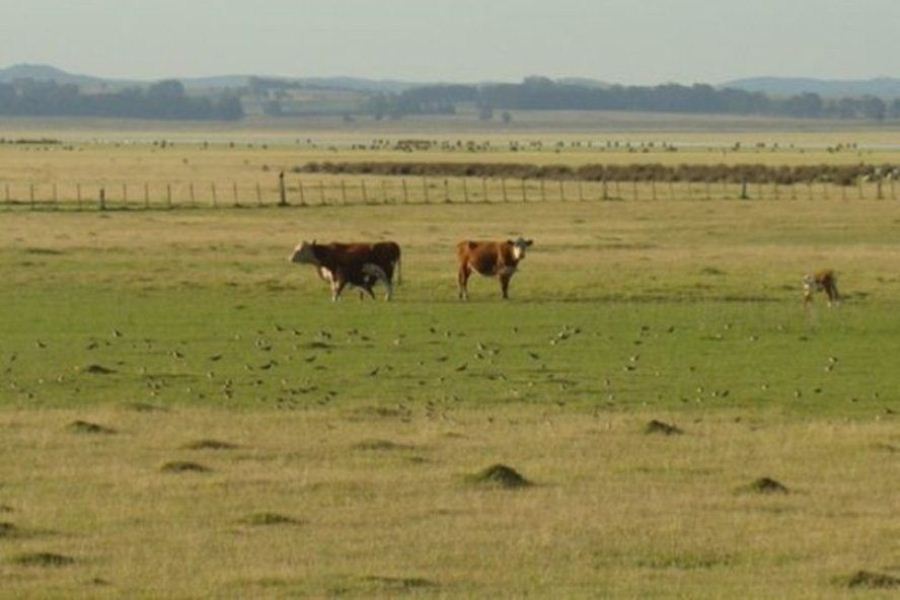 campo y ganado