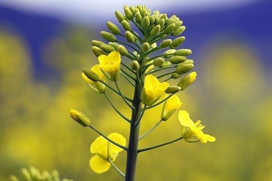 canola de Alur