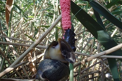 caracol