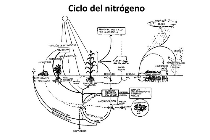 ciclo del nitrogeno