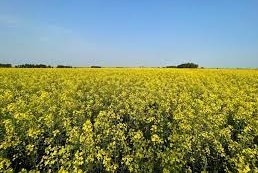 colza y girasol