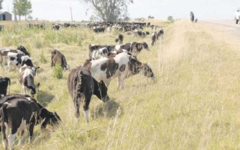 emergencia vacas0