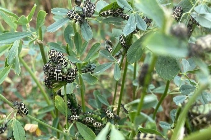 escarabajo Siete de Oro